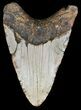 Bargain, Megalodon Tooth - North Carolina #54793-2
